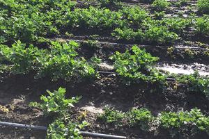 Aphid damage to the roots reduced the plant stand in this organic celery field. Photo by: S. K. Dara